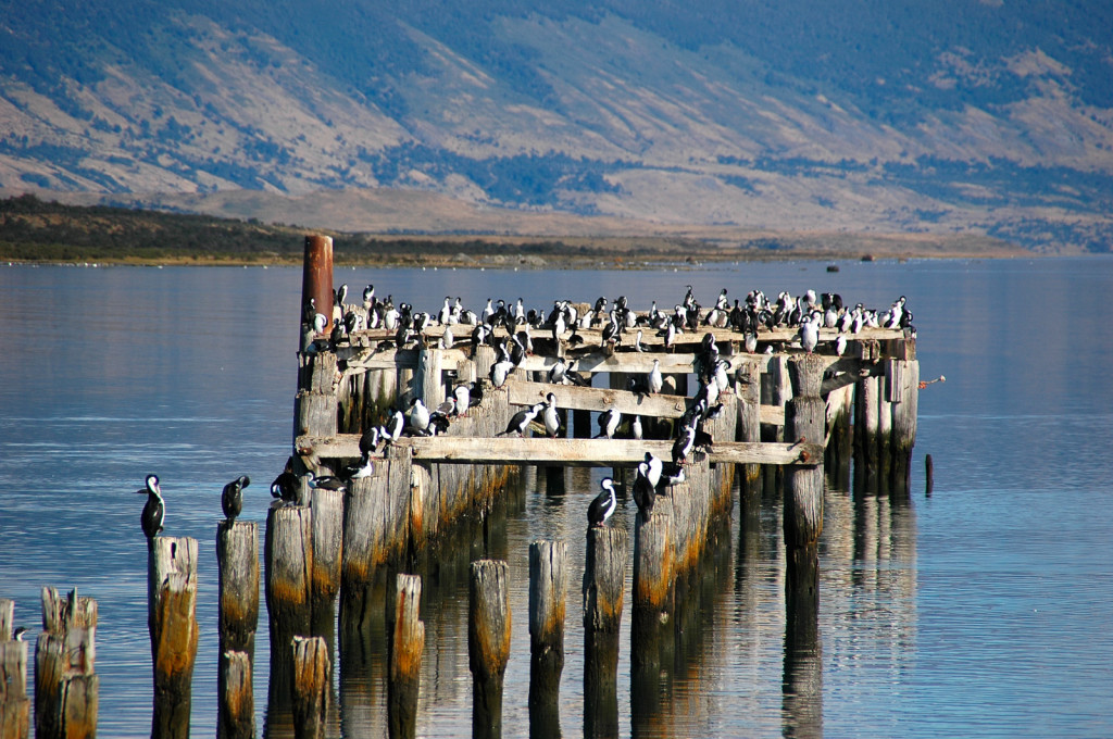 Phalacrocorax_atriceps_SUE