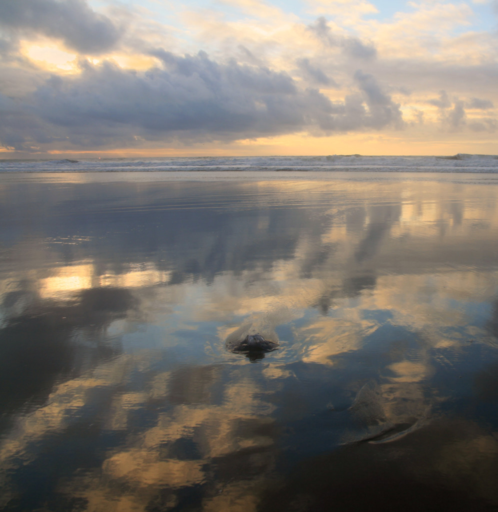 Negative_low_tide_at_Ocean_Beach_1