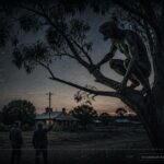 Illustration of the 1953 Berri, South Australia creature encounter showing a tall scaly humanoid perched in a tree at dusk